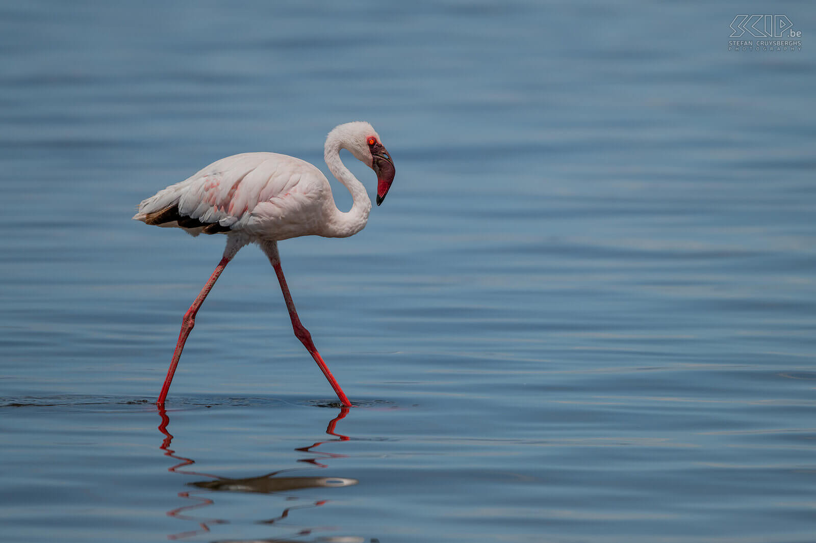 Nakuru NP - Lesser flamingo  Stefan Cruysberghs